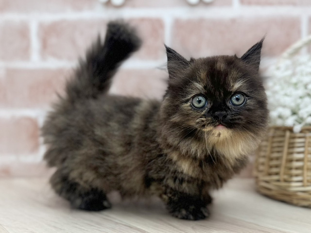 東京都のマンチカン (ペッツファーストfor cats武蔵小山店/2025年6月26日生まれ/女の子/トーティー)の子猫の2枚目の画像