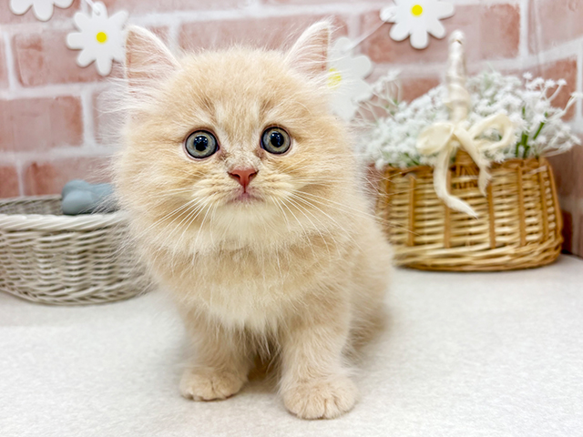 東京都のサイベリアン (ペッツファーストお台場店/2025年6月26日生まれ/男の子/クリームタビー)の子猫