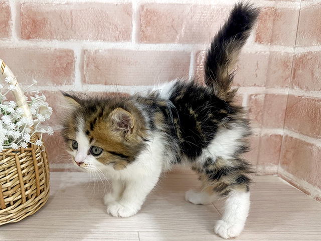 神奈川県のラガマフィン (ペッツファーストfor cats横浜元町店/2025年6月26日生まれ/男の子/ブラウンタビーホワイト)の子猫の2枚目の画像