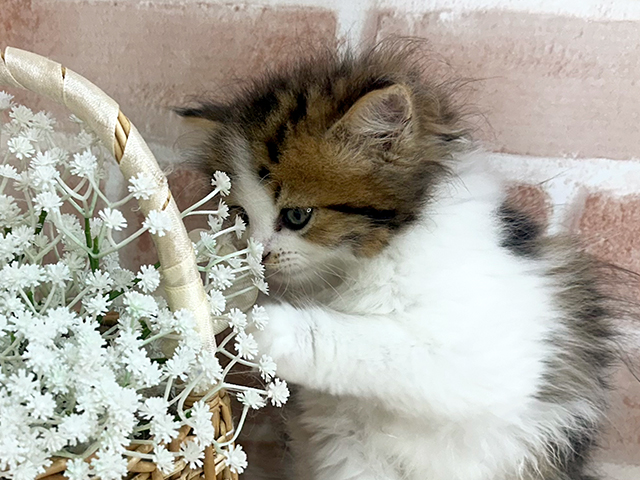 神奈川県のラガマフィン (ペッツファーストfor cats横浜元町店/2025年6月26日生まれ/男の子/ブラウンタビーホワイト)の子猫の3枚目の画像