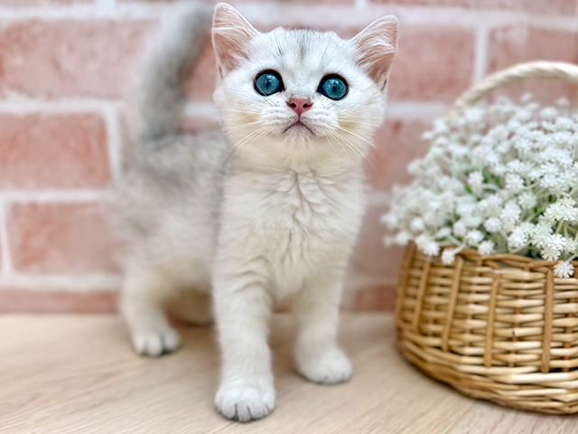 東京都のブリティッシュショートヘアー (ペッツファーストfor cats武蔵小山店/2025年6月23日生まれ/男の子/ブルーシルバーシェーデットポイント)の子猫