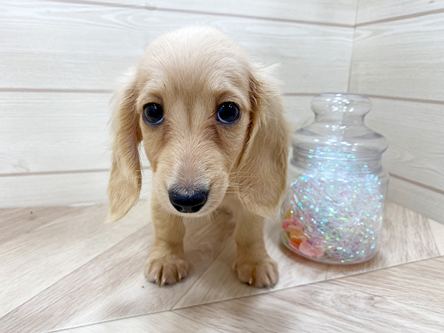 ミニチュアダックスフンド