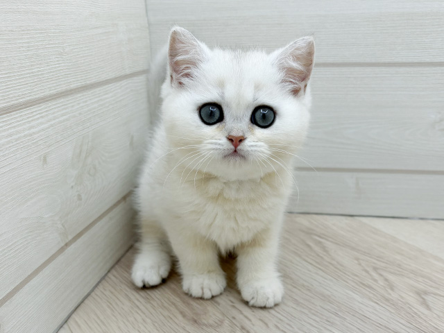 ブリティッシュ