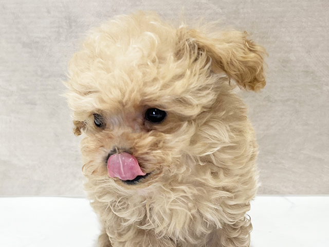 東京都のタイニープードル (ペッツファースト新宿店/2025年6月27日生まれ/男の子/アプリコット)の子犬の3枚目の画像