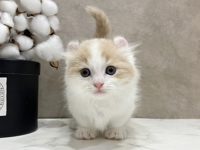 大阪府のキンカロー (ペッツファースト茶屋町店/2025年6月24日生まれ/男の子/クリームホワイト)の子猫の1枚目の画像
