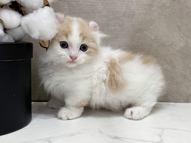 大阪府のキンカロー (ペッツファースト茶屋町店/2025年6月24日生まれ/男の子/クリームホワイト)の子猫の2枚目の画像