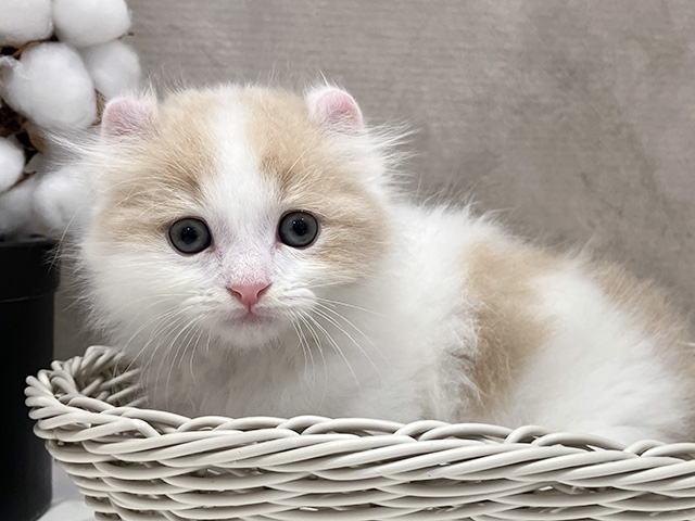 大阪府のキンカロー (ペッツファースト茶屋町店/2025年6月24日生まれ/男の子/クリームホワイト)の子猫の3枚目の画像