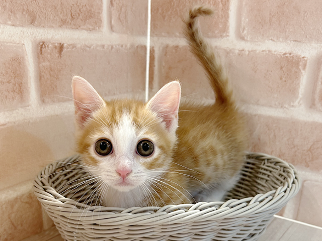東京都のマンチカン (ペッツファースト町田店/2025年6月26日生まれ/男の子/レッドタビーホワイト)の子猫の3枚目の画像
