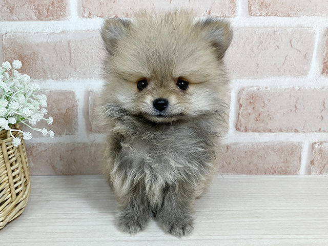 広島県のポメラニアン (ペッツファースト広島本通店/2025年6月28日生まれ/男の子/オレンジセーブル)の子犬
