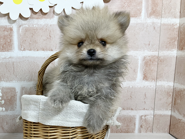 広島県のポメラニアン (ペッツファースト広島本通店/2025年6月28日生まれ/男の子/オレンジセーブル)の子犬の3枚目の画像