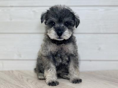 ミニチュアシュナウザー 吉祥寺本店 │ペッツファースト公式サイト