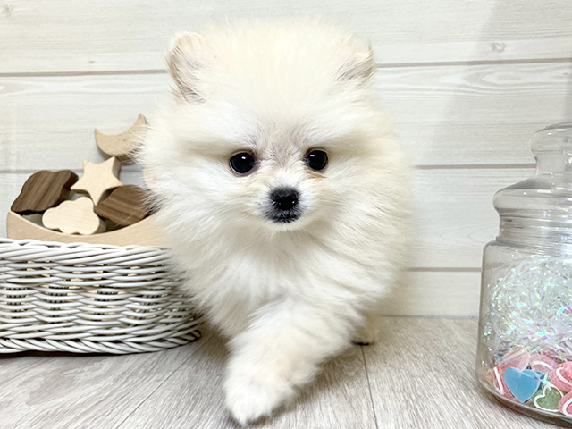 愛知県のポメラニアン (ペッツファースト大高店/2025年6月29日生まれ/男の子/クリーム)の子犬の1枚目の画像