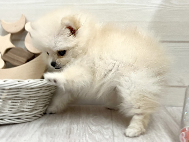 愛知県のポメラニアン (ペッツファースト大高店/2025年6月29日生まれ/男の子/クリーム)の子犬の2枚目の画像