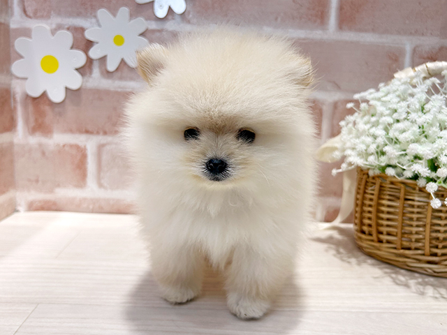 福岡県のポメラニアン (ペッツファースト筑紫野店/2025年6月29日生まれ/男の子/クリーム)の子犬の1枚目の画像