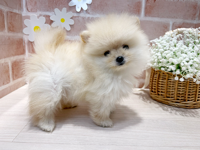 福岡県のポメラニアン (ペッツファースト筑紫野店/2025年6月29日生まれ/男の子/クリーム)の子犬の2枚目の画像