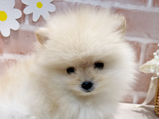 福岡県のポメラニアン (ペッツファースト筑紫野店/2025年6月29日生まれ/男の子/クリーム)の子犬の3枚目の画像