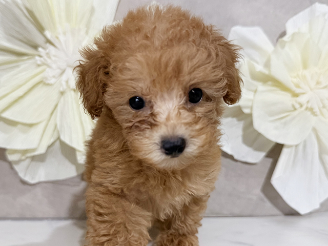 東京都のタイニープードル (ペッツファースト原宿店/2025年6月28日生まれ/女の子/アプリコット)の子犬の3枚目の画像