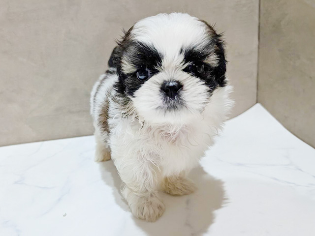 東京都のシーズー (ペッツファースト中野店/2025年6月30日生まれ/男の子/ホワイトゴールド)の子犬