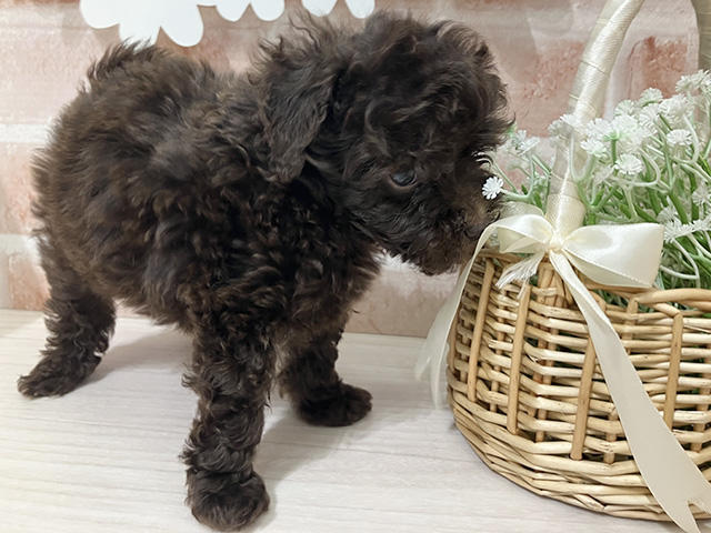 埼玉県のタイニープードル (ペッツファースト入間店/2025年6月27日生まれ/男の子/ブラウン)の子犬の3枚目の画像