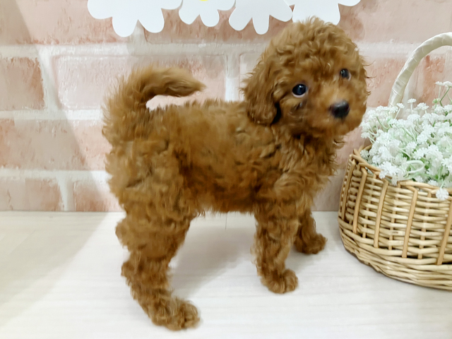 埼玉県のタイニープードル (ペッツファースト入間店/2025年6月29日生まれ/男の子/レッド)の子犬の2枚目の画像