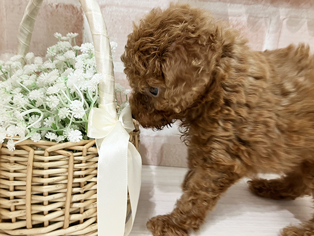埼玉県のタイニープードル (ペッツファースト入間店/2025年6月29日生まれ/男の子/レッド)の子犬の3枚目の画像