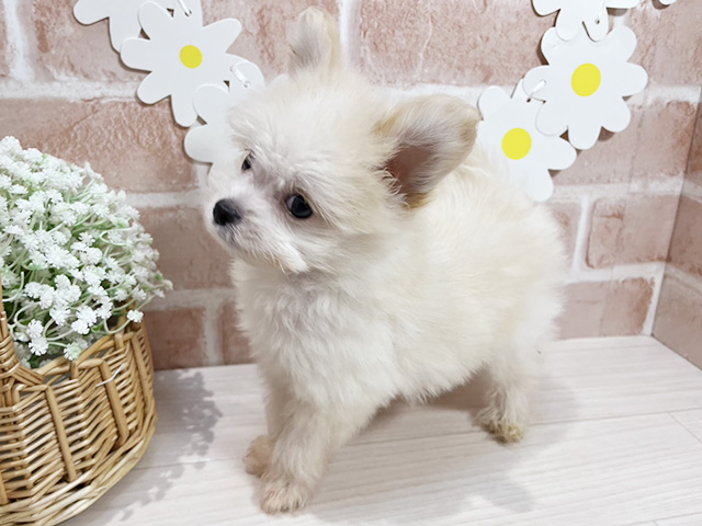 静岡県のポメプー(ポメラニアン×プードル) (ペッツファースト富士南店/2025年6月30日生まれ/男の子/アプリコット)の子犬の2枚目の画像