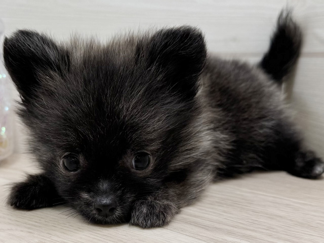 ミックス ららぽーとTOKYO-BAY店 │ペッツファースト公式サイト