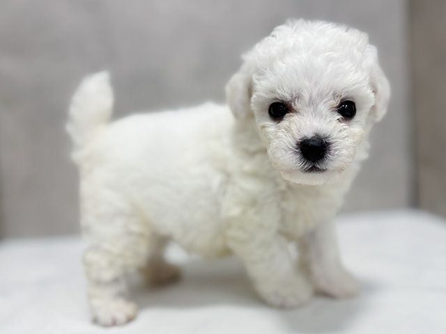 東京都のビションフリーゼ (ペッツファースト池袋店/2025年6月23日生まれ/男の子/ホワイト)の子犬の2枚目の画像