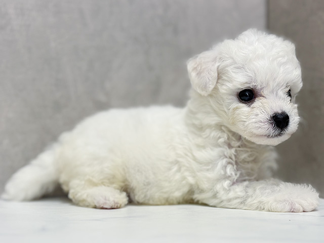 東京都のビションフリーゼ (ペッツファースト池袋店/2025年6月23日生まれ/男の子/ホワイト)の子犬の3枚目の画像