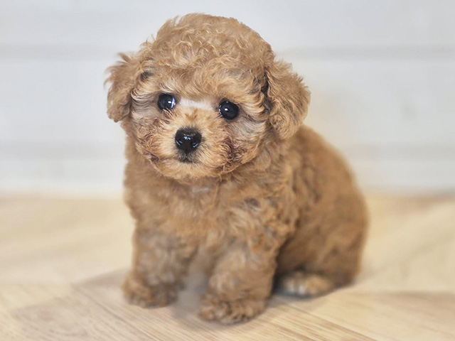 神奈川県のタイニープードル (ペッツファースト川崎店/2025年6月30日生まれ/女の子/レッド)の子犬の1枚目の画像