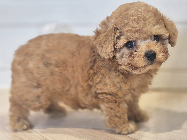 神奈川県のタイニープードル (ペッツファースト川崎店/2025年6月30日生まれ/女の子/レッド)の子犬の2枚目の画像