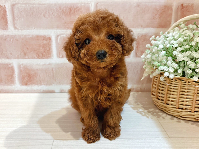 東京都のタイニープードル (ペッツファースト自由が丘店/2025年6月30日生まれ/女の子/レッド)の子犬の1枚目の画像