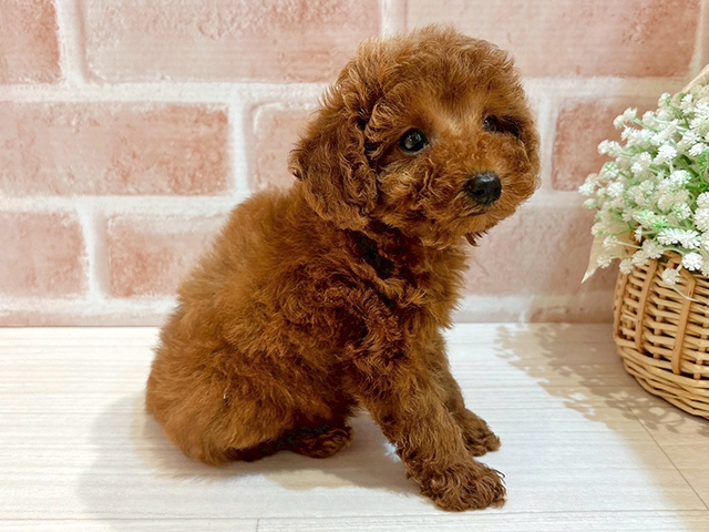 東京都のタイニープードル (ペッツファースト自由が丘店/2025年6月30日生まれ/女の子/レッド)の子犬の2枚目の画像