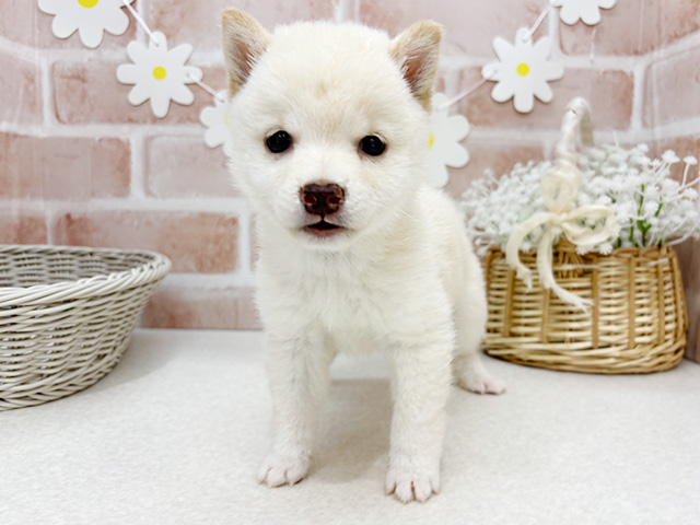 東京都の豆柴 (ペッツファーストお台場店/2025年6月29日生まれ/女の子/白)の子犬の1枚目の画像