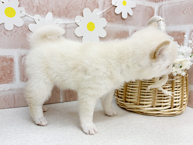 東京都の豆柴 (ペッツファーストお台場店/2025年6月29日生まれ/女の子/白)の子犬の2枚目の画像