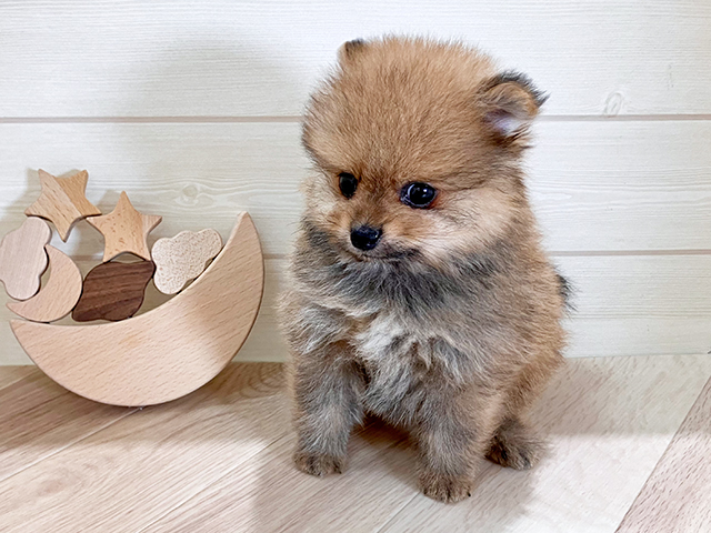 鳥取県のポメラニアン (ペッツファースト日吉津店/2025年6月30日生まれ/男の子/オレンジ)の子犬の1枚目の画像