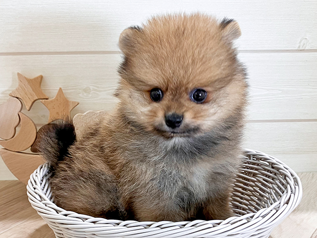 鳥取県のポメラニアン (ペッツファースト日吉津店/2025年6月30日生まれ/男の子/オレンジ)の子犬の3枚目の画像