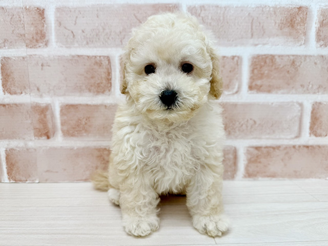 大阪府のトイプードル(トイ) (ペッツファースト茨木店/2025年6月28日生まれ/男の子/クリーム)の子犬の1枚目の画像