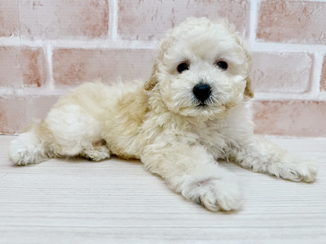 大阪府のトイプードル(トイ) (ペッツファースト茨木店/2025年6月28日生まれ/男の子/クリーム)の子犬の2枚目の画像