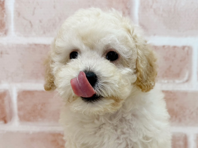 大阪府のトイプードル(トイ) (ペッツファースト茨木店/2025年6月28日生まれ/男の子/クリーム)の子犬の3枚目の画像