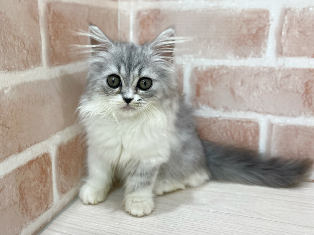 神奈川県のラガマフィン (ペッツファーストfor cats横浜元町店/2025年7月1日生まれ/女の子/シルバータビー)の子猫の1枚目の画像