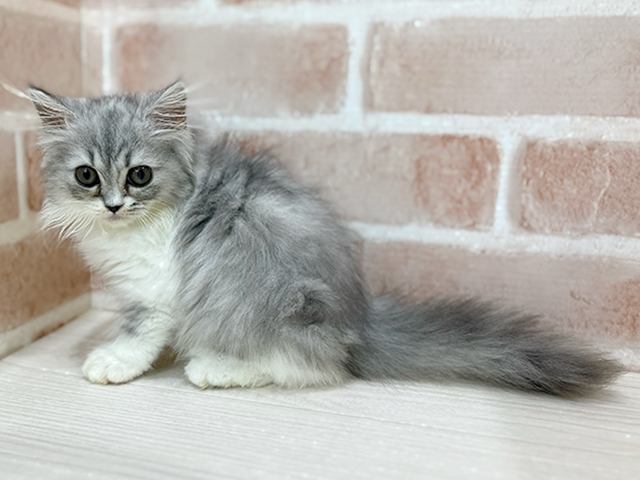 神奈川県のラガマフィン (ペッツファーストfor cats横浜元町店/2025年7月1日生まれ/女の子/シルバータビー)の子猫の2枚目の画像