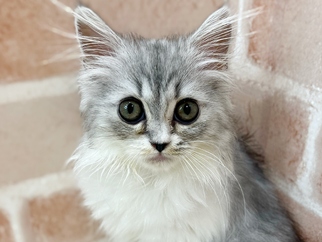神奈川県のラガマフィン (ペッツファーストfor cats横浜元町店/2025年7月1日生まれ/女の子/シルバータビー)の子猫の3枚目の画像