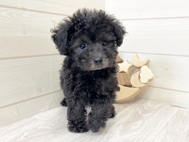 愛知県のタイニープードル (ペッツファースト大高店/2025年6月30日生まれ/女の子/シルバー)の子犬の1枚目の画像