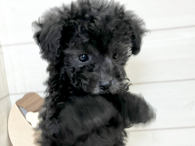 愛知県のタイニープードル (ペッツファースト大高店/2025年6月30日生まれ/女の子/シルバー)の子犬の3枚目の画像