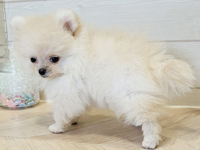 神奈川県のポメラニアン (ペッツファースト川崎店/2025年7月1日生まれ/男の子/クリーム)の子犬の2枚目の画像