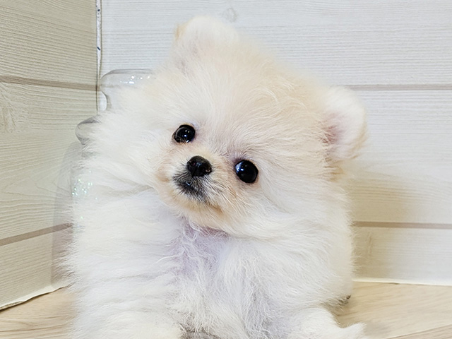 神奈川県のポメラニアン (ペッツファースト川崎店/2025年7月1日生まれ/男の子/クリーム)の子犬の3枚目の画像
