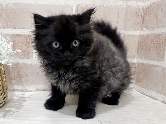 神奈川県のラガマフィン (ペッツファーストfor cats横浜元町店/2025年6月28日生まれ/男の子/ブラックスモーク)の子猫の1枚目の画像