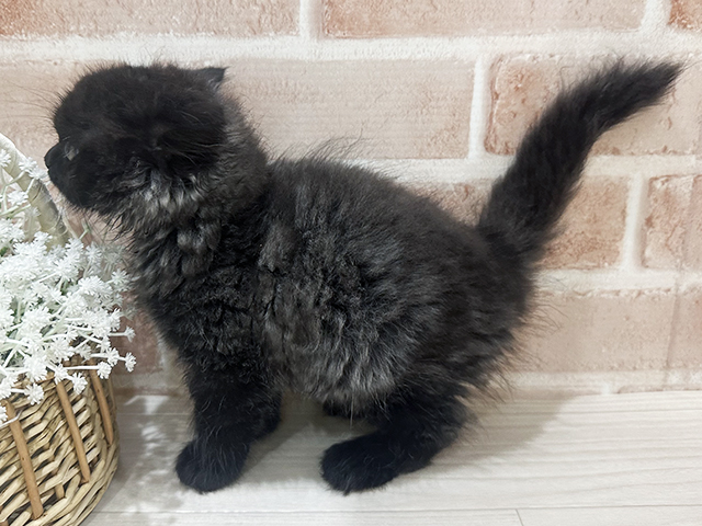 神奈川県のラガマフィン (ペッツファーストfor cats横浜元町店/2025年6月28日生まれ/男の子/ブラックスモーク)の子猫の2枚目の画像