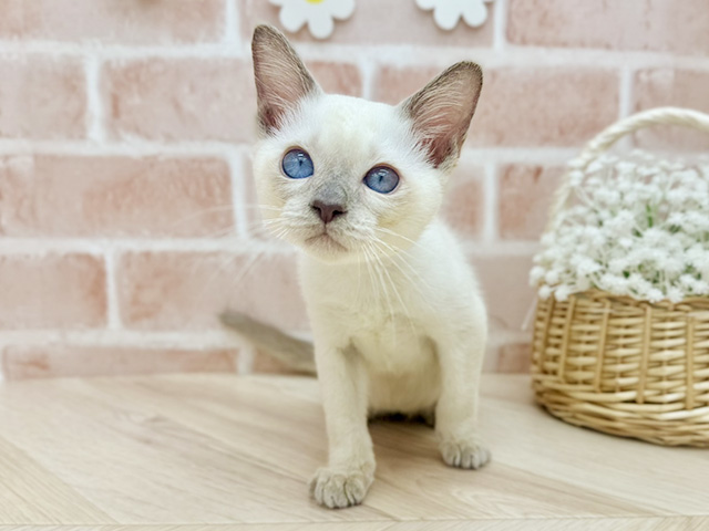 東京都のトンキニーズ (ペッツファーストfor cats武蔵小山店/2025年6月28日生まれ/男の子/プラチナポイント)の子猫の1枚目の画像